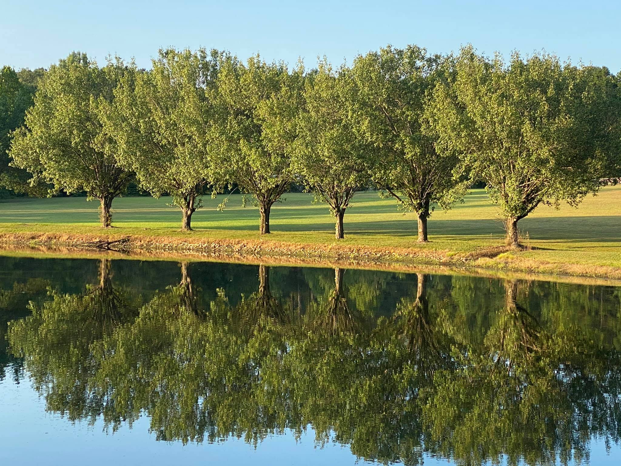 tree line overlooking large lake